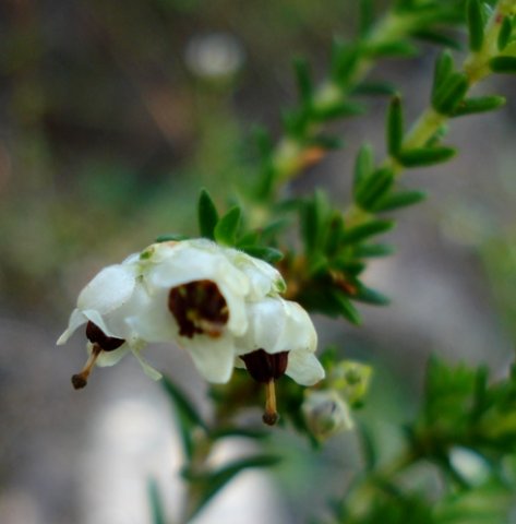 Erica calycina flowers